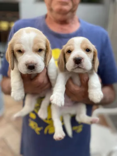 Beagle bicolor
