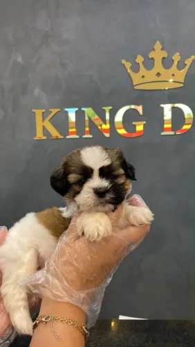 Filhote shih tzu, Cãopanheiros leais prontos para fazer parte da sua vida!