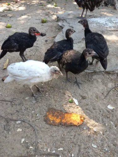Filhotes de peru