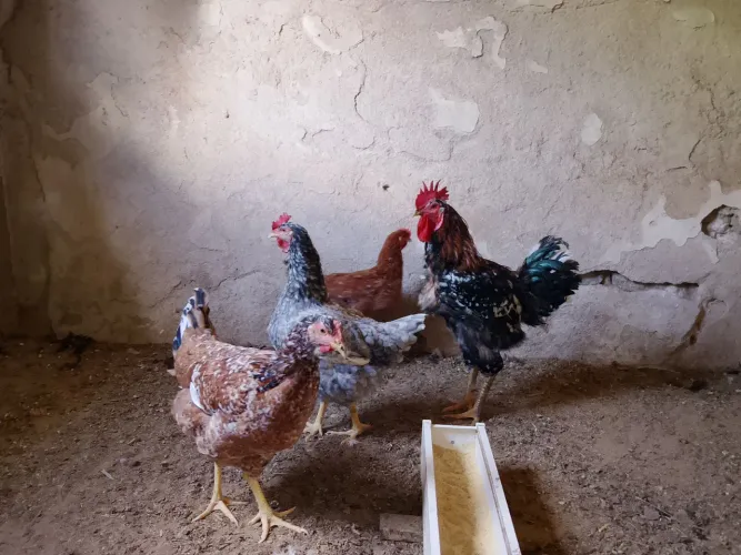 Criatório RBF Galinha certaneja balão GSB ovos fértil