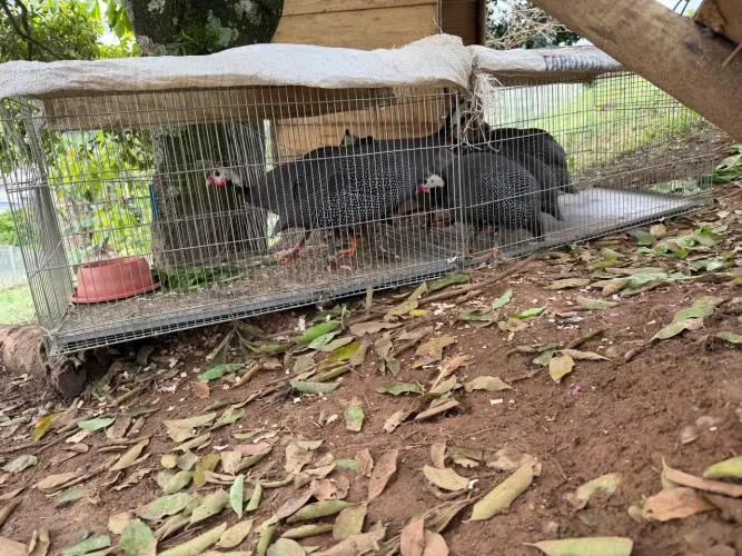 Vendo três Galinhas d?Angola machos