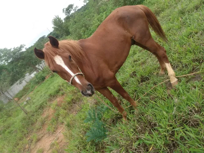 Cavalo a venda 6 mil