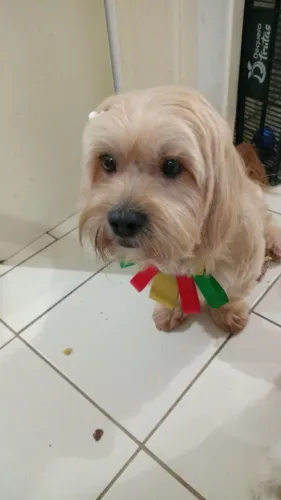 Adoção Responsável