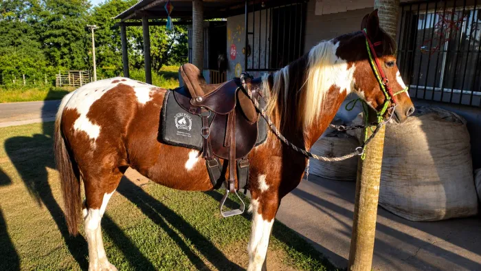 Cavalo MANGA LARGA