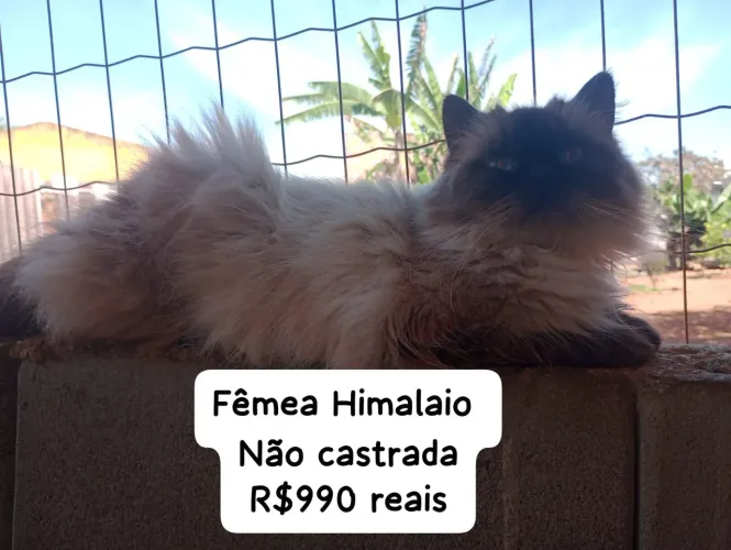 Persa Himalaio