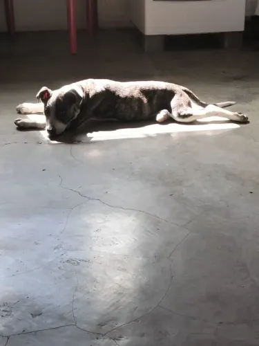 Cachorro