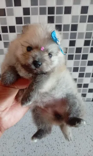 Lulu da Palmeira legítimo com pedigree  fêmea 