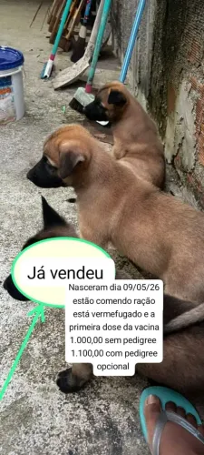 CACHORRO DE RAÇA