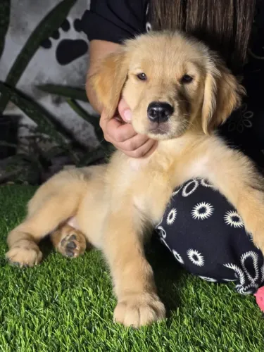 VENDO FILHOTE DE GOLDEN AMERICANO