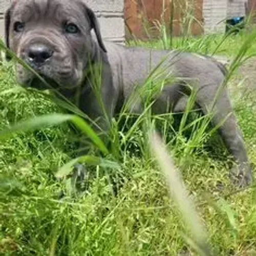 Cane Corso,Cane Corso Filhote Vacinado e Vermifugado