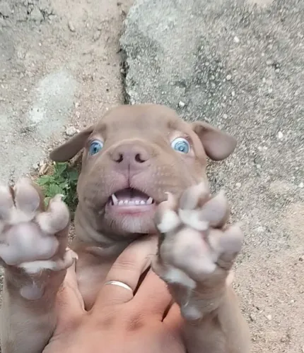 Cachorro