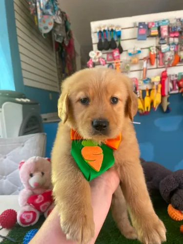 Golden Retriever machinho Disponível
