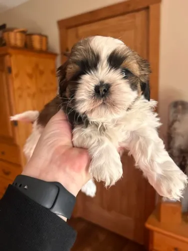 Filhotes de Shihtzu livres e diciplinados !