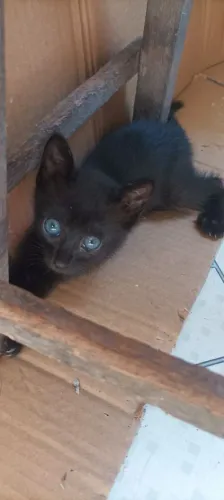 Doação de Gatos filhotes