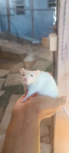 Rato Twister 