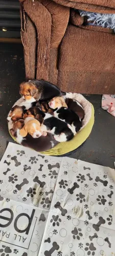 Filhote de Beagle 