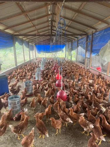 SÍTIO PRODUTIVO EM RIO PRETO DA EVA - R$ 140 MIL - ACEITO CARRO