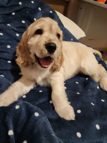 Lindo Filhote de Cocker Spaniel - Melhor presente para o Dia das Crianças