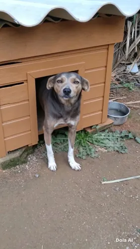 Adoção 