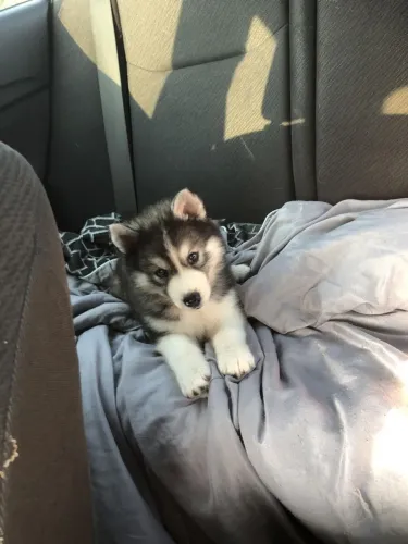 Husky siberiano Conheça um novo companheiro para sua rotina
