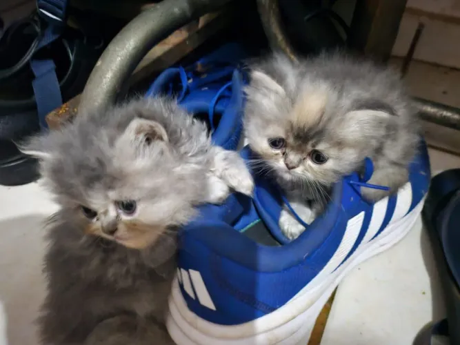 Gatos persas "Extremados"