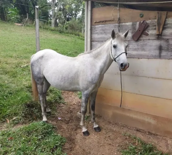 Vendo égua
