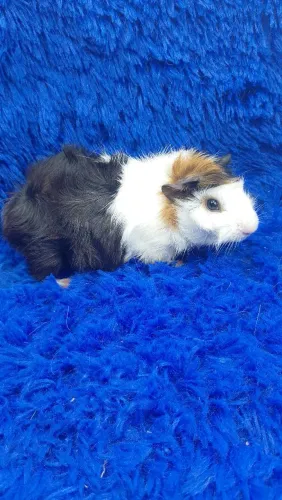 Lindo porquinho da índia abssinio 