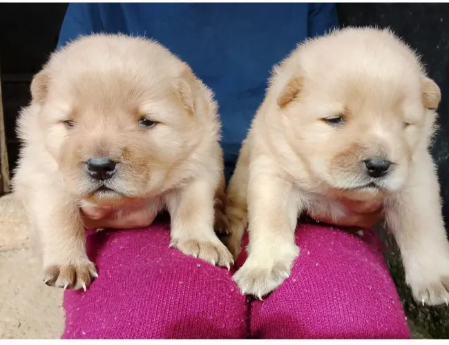 Promoção imperdivel filhotes chow chow femeas e machos 749