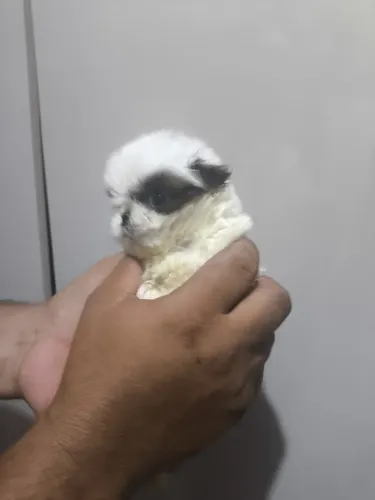 Shih Tzu filhotes com excelente cuidado