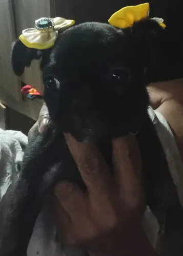 Estou vendendo essa cachorrinha pug com buldogue 