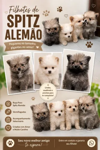 Lulu da Pomerânia, Spitz Alemão