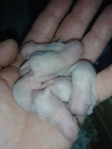 Hamster. Retirada itapoã df.Zzpp *..