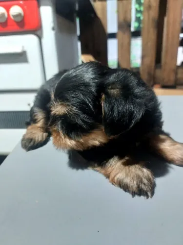 Filhote Yorkshire terrier