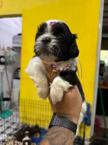 Shih tzu fêmea até 12x no cartão 