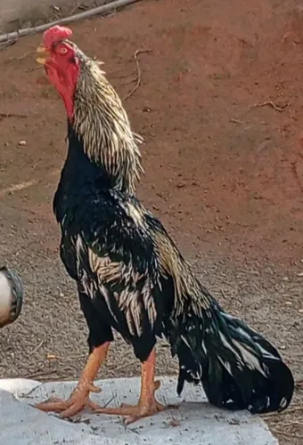 Galo bico curto 
