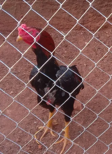 Galo indio 