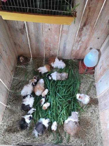 Criação de Porquinhos da Índia...