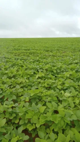 Sítio 14 Alqueiro planta tudo 