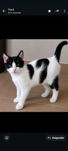 Gatinhos p adoção 