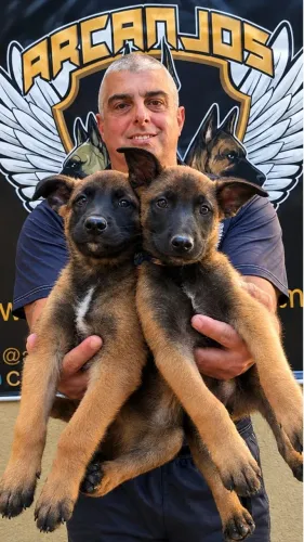 Pastor Belga Malinois Pedigree