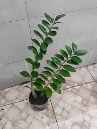 Planta Zamioculcas com 80 cm 2 hastes