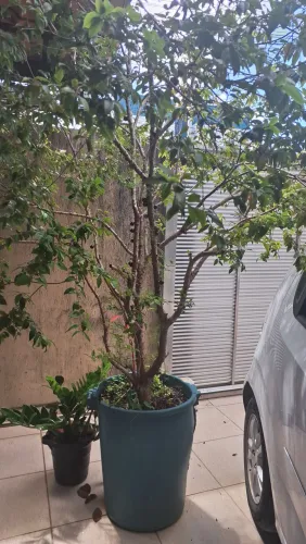 Pé de jaboticaba