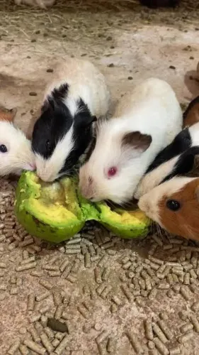 Porquinhos da india