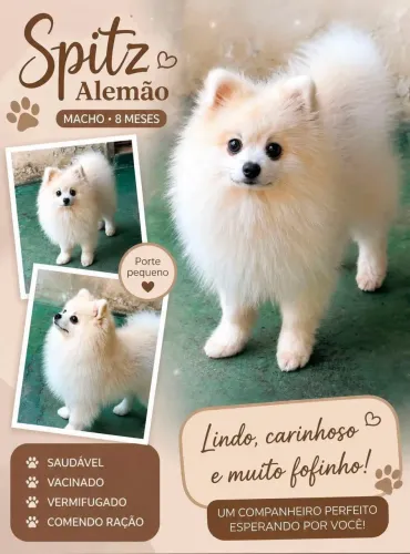 Spitz alemão
