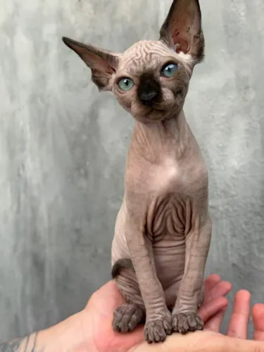 Sphynx 3 meses