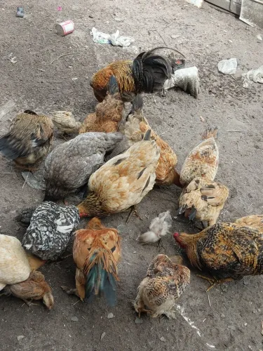 Galinhas caipira 
