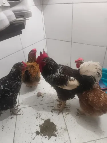 Vendo um galo e três galinha gsb