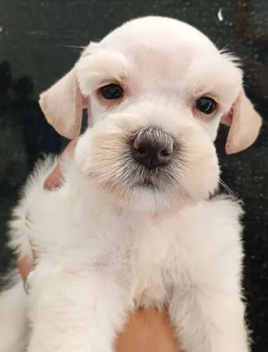 Schnauzer miniatura fêmea