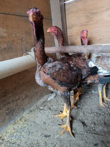 Galinha frango caipira para abate