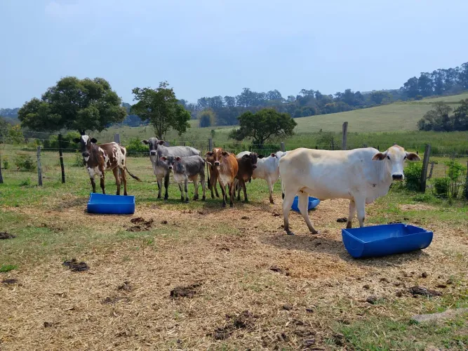 Vende se lote de fêmeas novilhas. Seis novilha e uma vaca